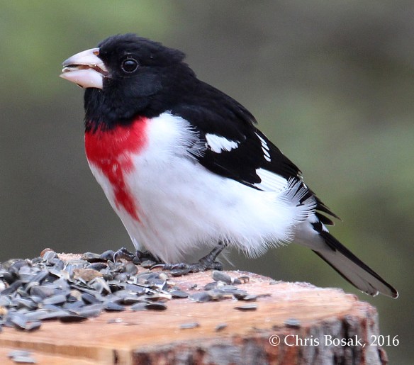 Photo by Chris Bosak A Rose-breasted Grosbeak visits a feeder in Danbury, Conn., May 2016.