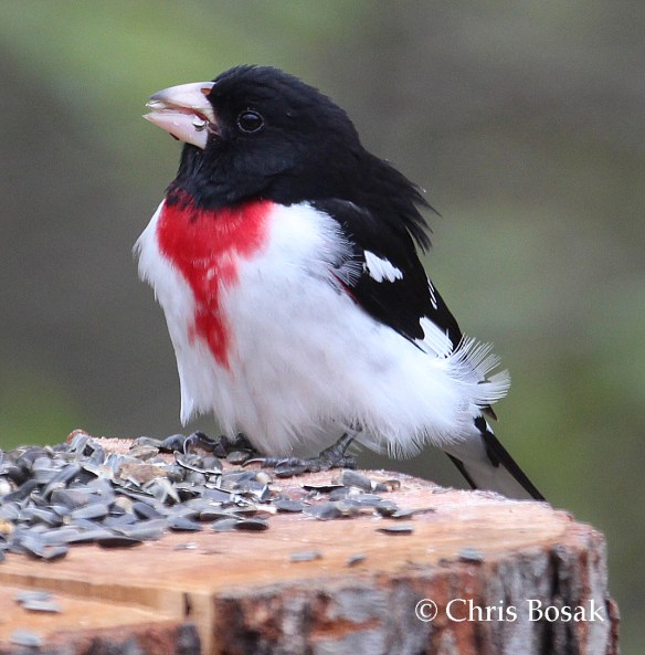 Photo by Chris Bosak A Rose-breasted Grosbeak visits a feeder in Danbury, Conn., May 2016.