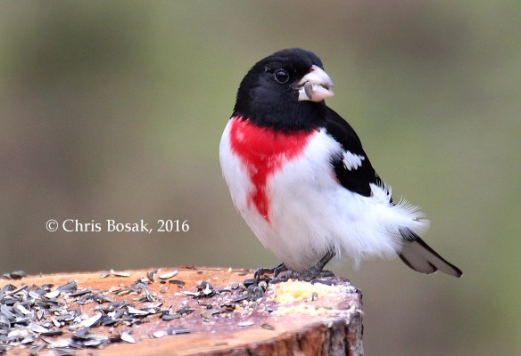 Photo by Chris Bosak A Rose-breasted Grosbeak visits a feeder in Danbury, Conn., May 2016.