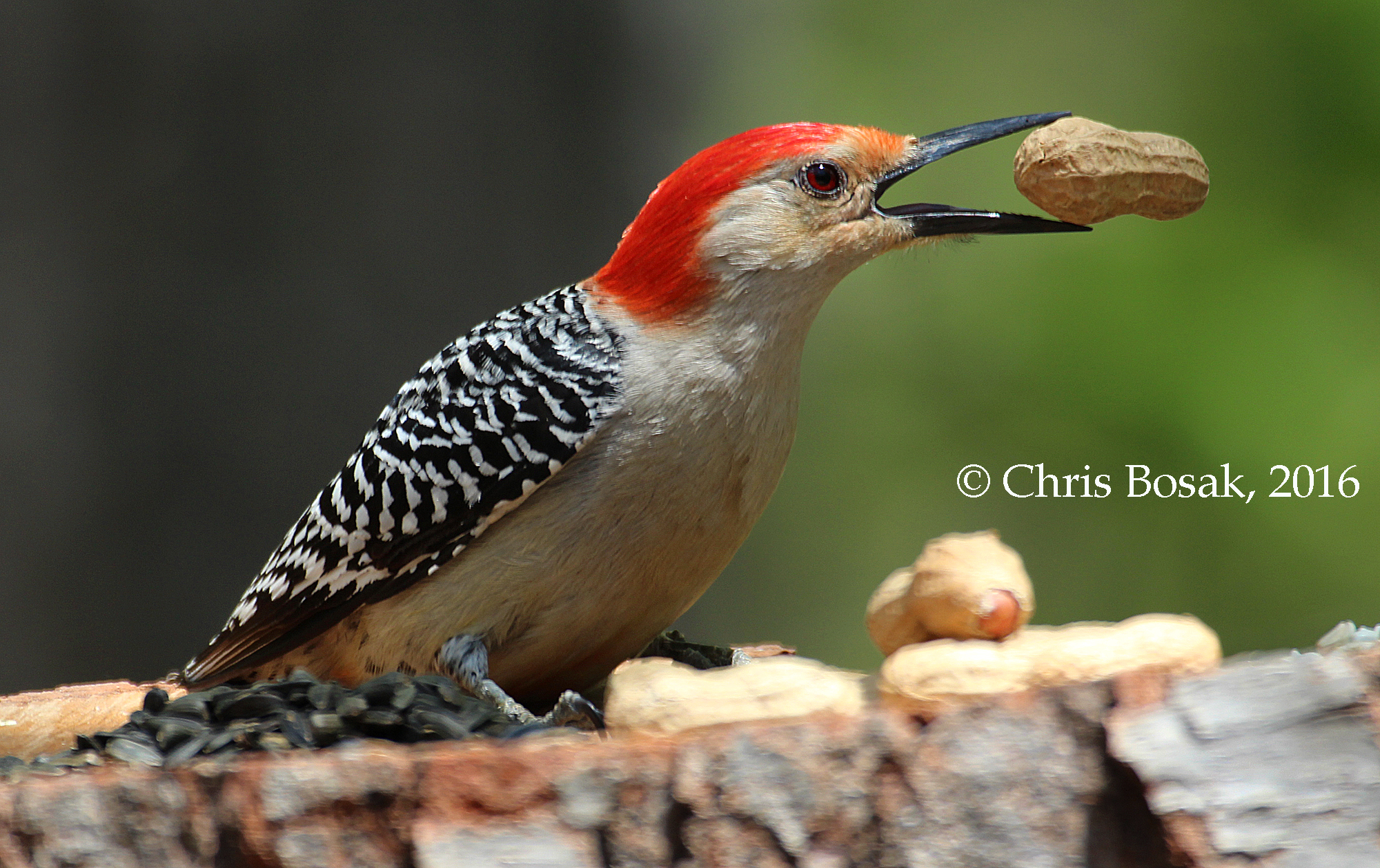 Photo by Chris Bosak A Red-bellied Woodpecker takes a peanut from a homemade birdfeeder in Danbury, Conn., spring 2016.