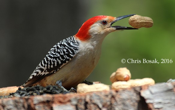 Photo by Chris Bosak A Red-bellied Woodpecker takes a peanut from a homemade birdfeeder in Danbury, Conn., spring 2016.