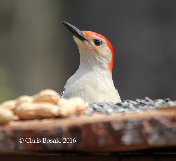 Photo by Chris Bosak A Red-bellied Woodpecker perches near a homemade birdfeeder in Danbury, Conn., spring 2016.