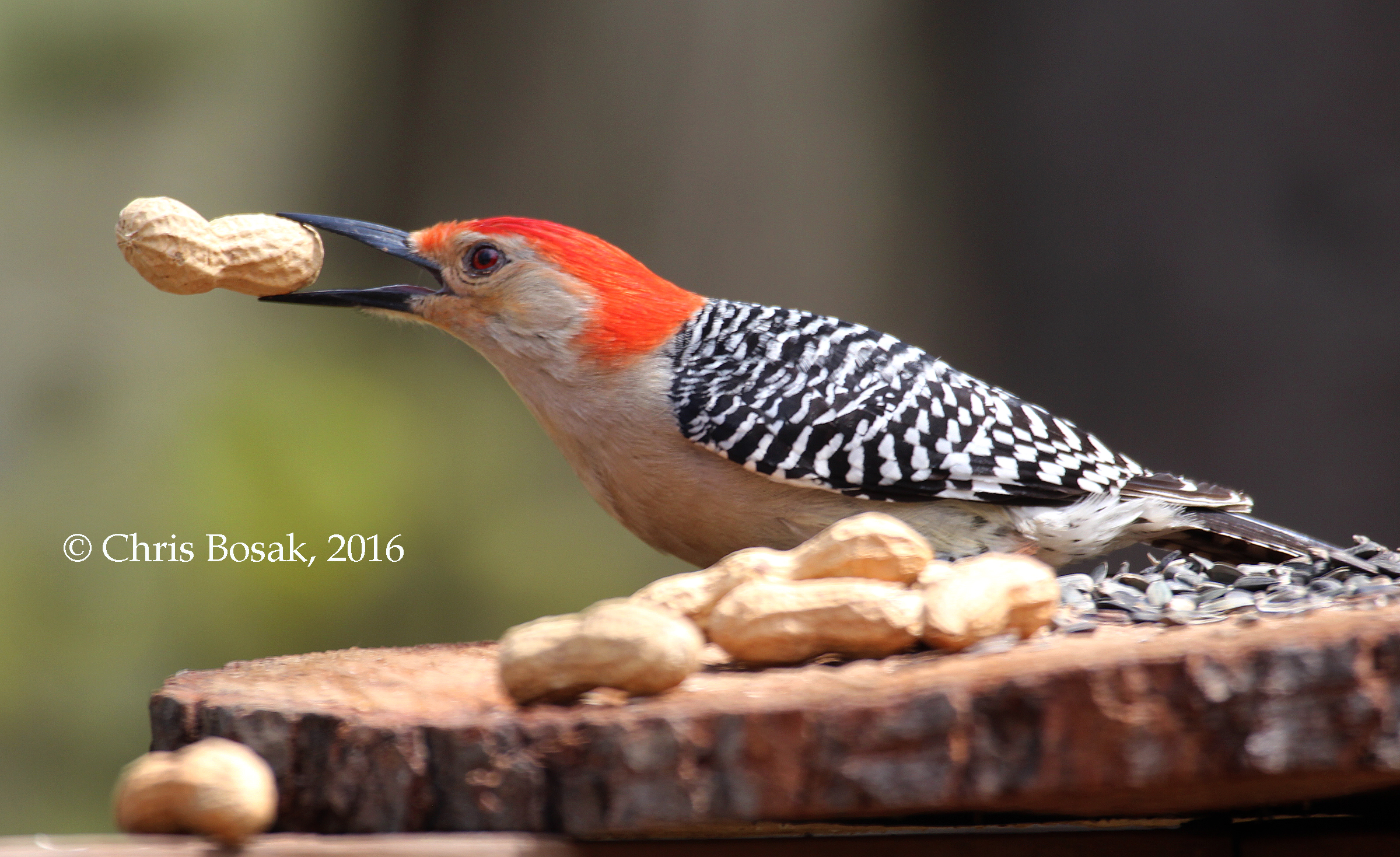 Photo by Chris Bosak A Red-bellied Woodpecker takes a peanut from a homemade birdfeeder in Danbury, Conn., spring 2016.