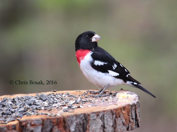 Photo by Chris Bosak A Rose-breasted Grosbeak visits a homemade platform feeder in Danbury, Conn., on May 6, 2016.