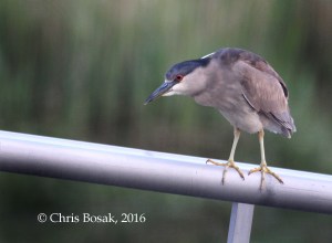 Photo by Chris Bosak A Black-crowned Night Heron perches on a railing at a marina along the Norwalk River, Norwalk, Conn., spring 2016.
