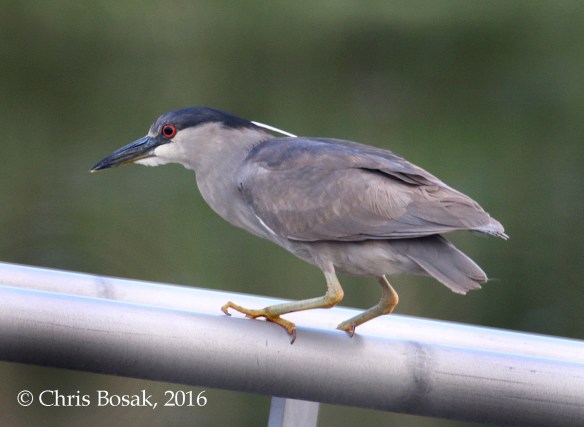 Photo by Chris Bosak A Black-crowned Night Heron perches on a railing at a marina along the Norwalk River, Norwalk, Conn., spring 2016.
