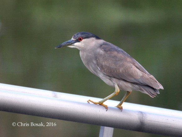 Photo by Chris Bosak A Black-crowned Night Heron perches on a railing at a marina along the Norwalk River, Norwalk, Conn., spring 2016.