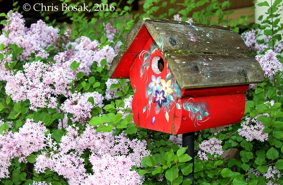 Photo by Chris Bosak A birdhouse surrounded by blooming lilacs. A Black-capped Chickadee family has used this house for the last two years.