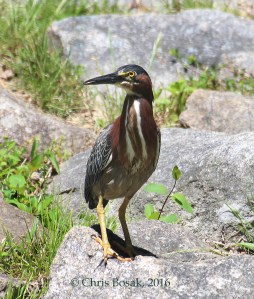 Photo by Chris Bosak A Green Heron stands on a rock in Darien, Conn., spring 2016.
