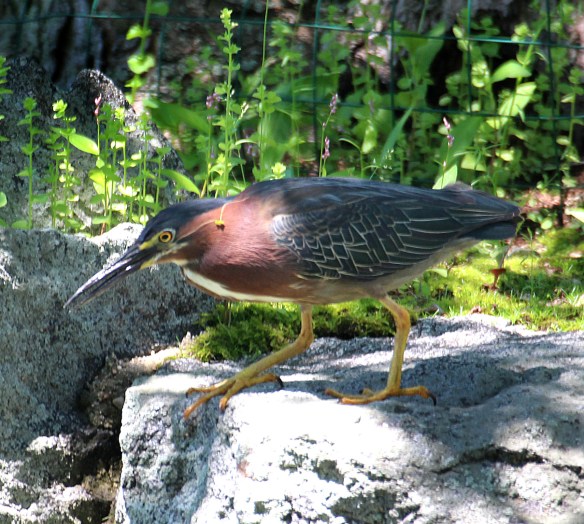 Photo by Chris Bosak A Green Heron hunts from a rock in Darien, Conn., spring 2016.