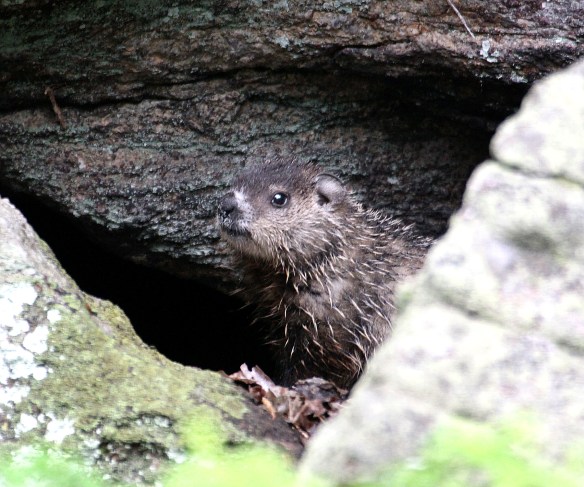 Photo by Chris Bosak A young groundhog rests among the rocks, Danbury, Conn., spring 2016.