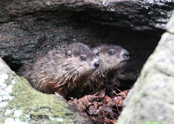 Photo by Chris Bosak Young groundhogs rest among the rocks, Danbury, Conn., spring 2016.