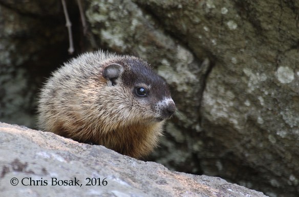 Photo by Chris Bosak A young groundhog stands on a rock in Danbury, Conn., spring 2016.