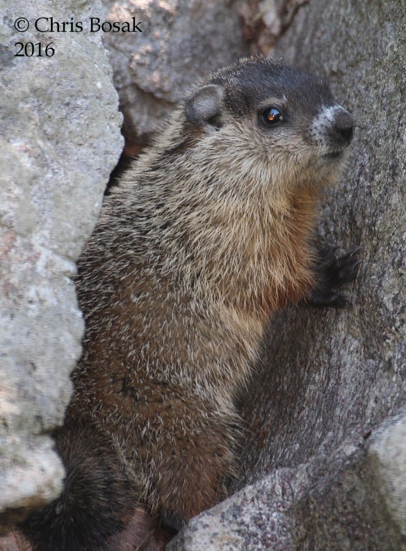 Photo by Chris Bosak A young groundhog stands between two rocks in Danbury, Conn., 2016.