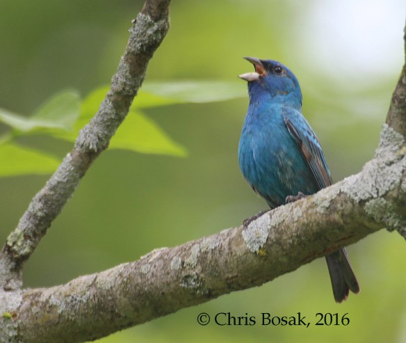 Photo by Chris Bosak An Indigo Bunting sings from a perch in Ridgefield, Conn., spring 2016.