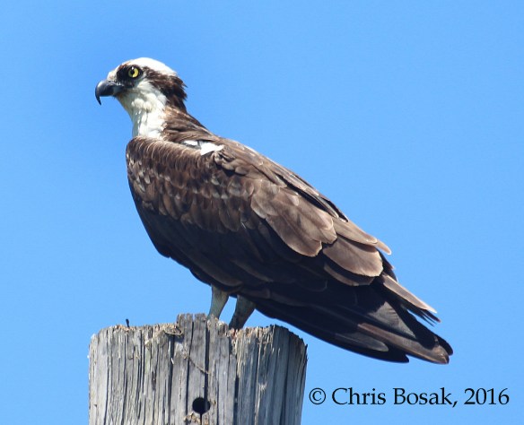 Photo by Chris Bosak An Osprey perches on the top of a pole at Veterans Park in Norwalk, Conn., spring 2016.
