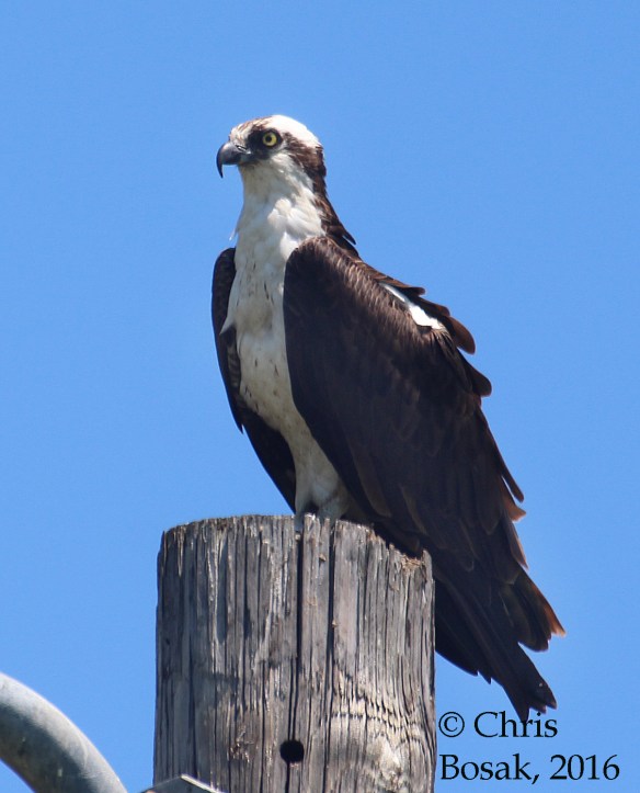 Photo by Chris Bosak An Osprey perches on top of a pole at Veterans Park in Norwalk, Conn., spring 2016.