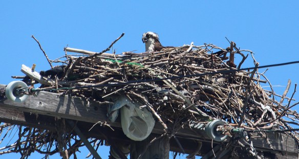https://birdsofnewengland.com/wp-content/uploads/2016/06/osprey-3.jpg