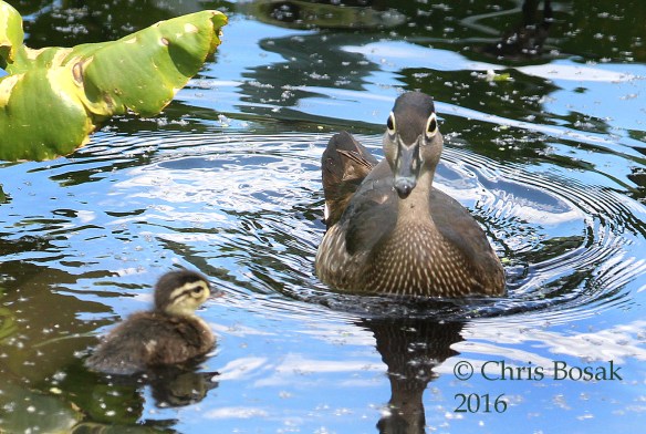 Photo by Chris Bosak A Wood Duck swims with one of her chicks at Wood's Pond in Norwalk, spring 2016.