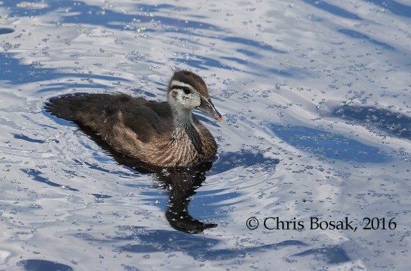 Photo by Chris Bosak A young Wood Duck swims at Wood's Pond in Norwalk, spring 2016.