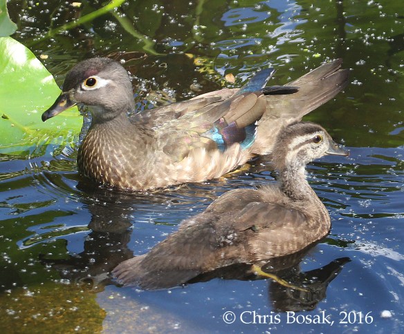 Photo by Chris Bosak A Wood Duck swims with one of her chicks at Wood's Pond in Norwalk, spring 2016.