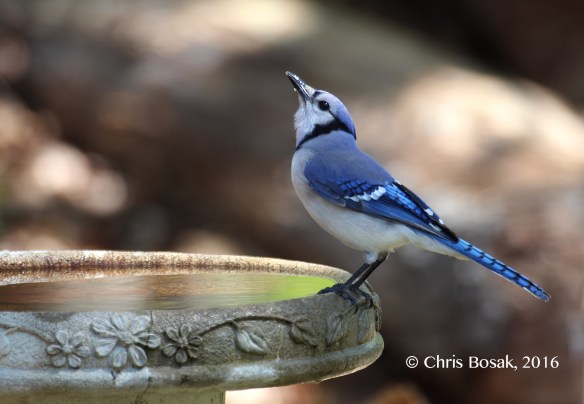 Photo by Chris Bosak A Blue Jay drinks from a birdbath in New England, spring 2016.