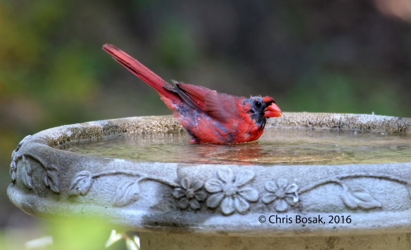 Photo by Chris Bosak A Northern Cardinal drinks from a bird bath in New England, fall 2015.