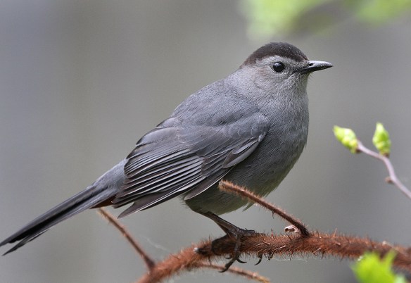 Photo by Chris Bosak A Gray Catbird perches on a thorny branch in Selleck's/Dunlap Woods in summer 2014.