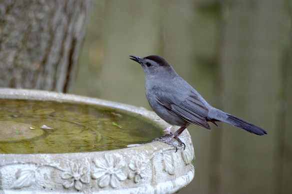 Photo by Chris Bosak Gray Catbird at birdbath.