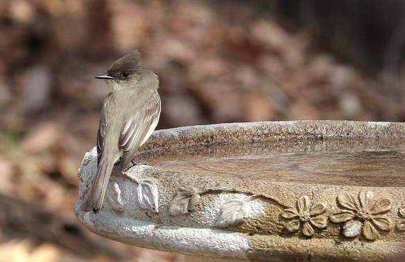 Photo by Chris Bosak An Eastern Phoebe visits a bird bath in Danbury, Conn., March 2016.