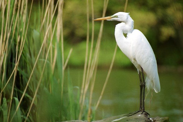 Photo by Chris Bosak cGreat Egret in Central Park, NYC.