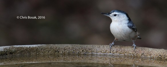 Photo by Chris Bosak A White-breasted Nuthatch drinks from a birdbath in New England, fall 2015.