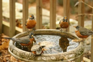 Photo by Chris Bosak Robins invade a birdbath.