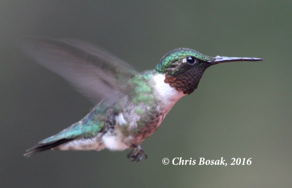 Photo by Chris Bosak A Ruby-throated Hummingbird hovers near a feeder in Danbury, Conn., summer 2016