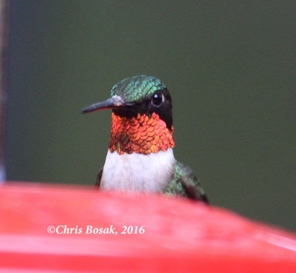 Photo by Chris Bosak A Ruby-throated Hummingbird eats at a feeder in Danbury, Conn., summer 2016