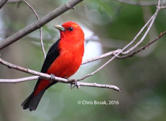 Photo by Chris Bosak A Scarlet Tanager perches in a tree in Danbury, Conn., July 2016.