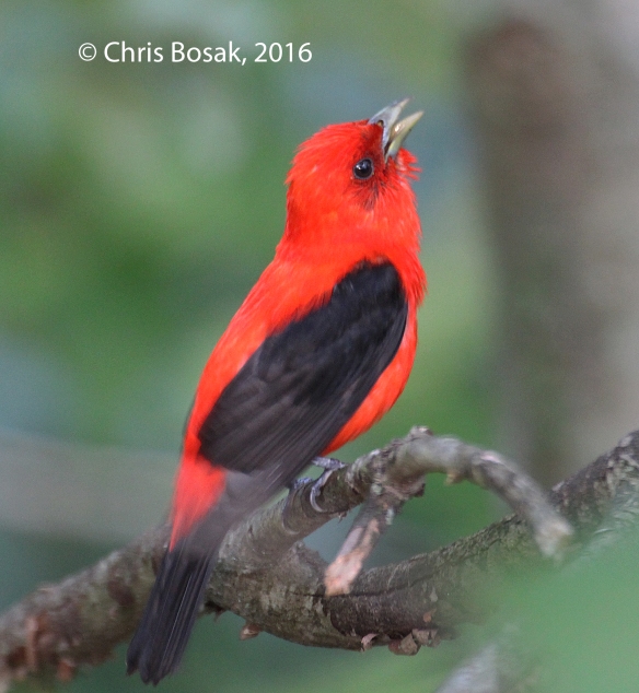 Photo by Chris Bosak A Scarlet Tanager sings in a tree in Danbury, Conn., July 2016.