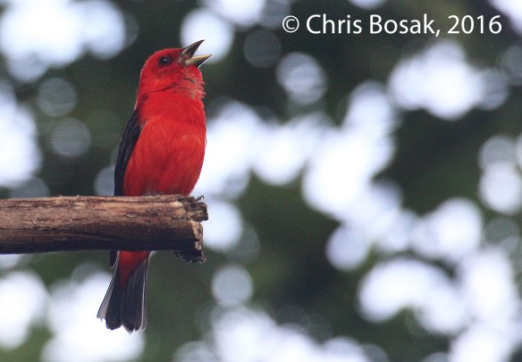 Photo by Chris Bosak A Scarlet Tanager perches in a tree in Danbury, Conn., July 2016.