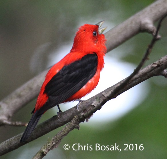 Photo by Chris Bosak A Scarlet Tanager perches in a tree in Danbury, Conn., July 2016.