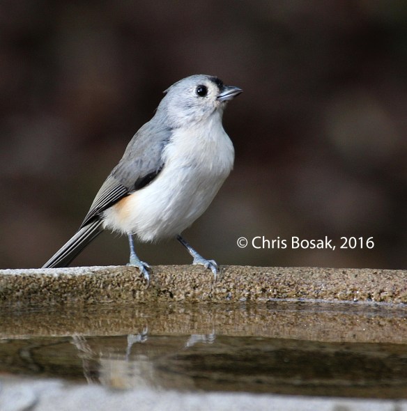 Photo by Chris Bosak A Tufutaced Titmouse perches on the edge of a birdbath in New England, fall 2015.
