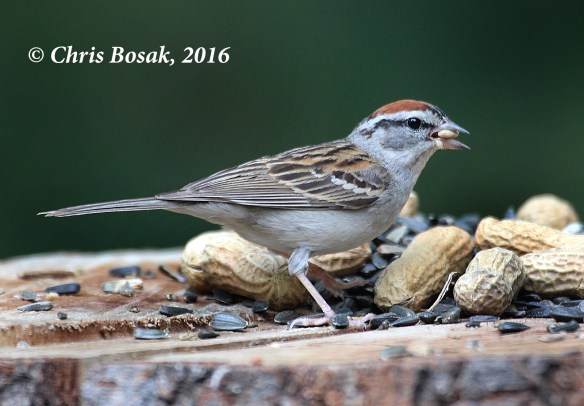 Photo by Chris Bosak A Chipping Sparrow eats from a acbirdfeeder at Merganser Lake in Danbury, Conn., summer 2016.