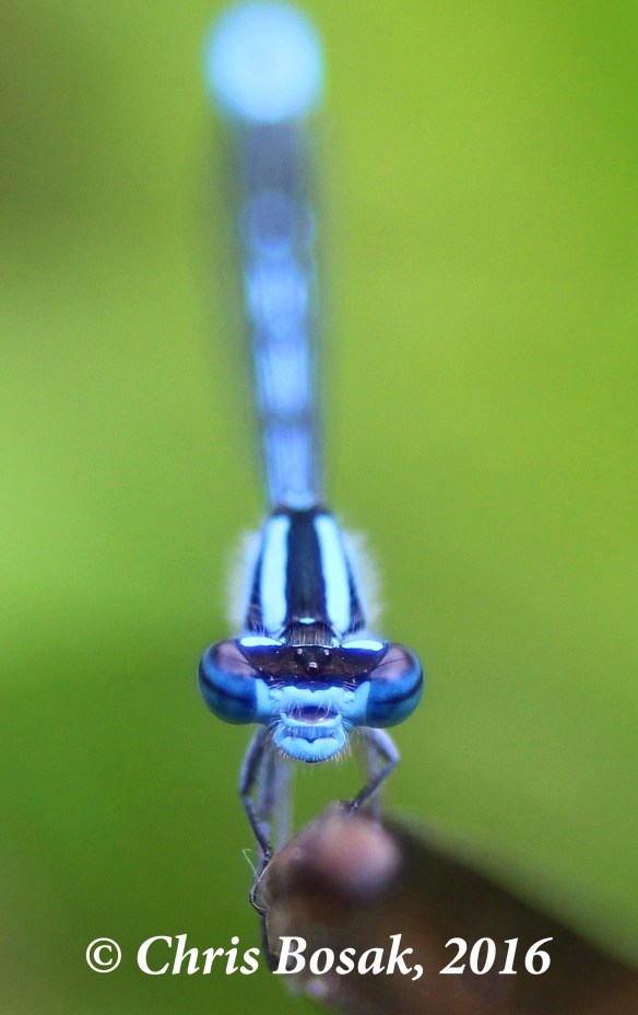 Photo by Chris Bosak An Azure Damselfly rests on a twig near a pond at Little Merganser Lake in Danbury, Conn., summer 2016.
