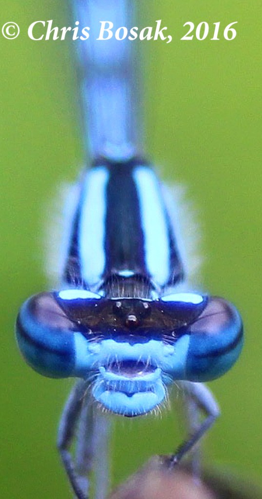 Photo by Chris Bosak An Azure Damselfly rests on a twig near a pond at Little Merganser Lake in Danbury, Conn., summer 2016.