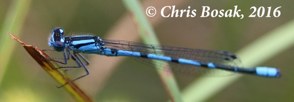 Photo by Chris Bosak An Azure Damselfly rests on a twig near a pond at Little Merganser Lake in Danbury, Conn., summer 2016.