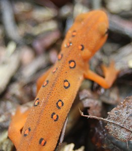 Photo by Chris Bosak An eft crawls across a trail at Merganser Lake in summer, 2016.