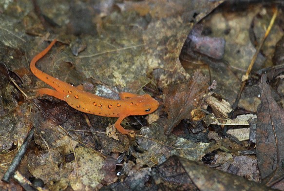 Photo by Chris Bosak An eft crawls across a trail at Merganser Lake in summer, 2016.