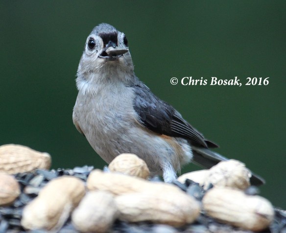Photo by Chris Bosak A Tufted Titmouse grabs a sunflower seed from a feeder in Danbury, Conn., summer 2016.