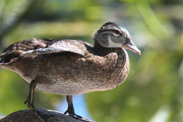 Photo by Chris Bosak A young Wood Duck sits on a rock at Woods Pond in Norwalk, Conn., Julyh 2016.