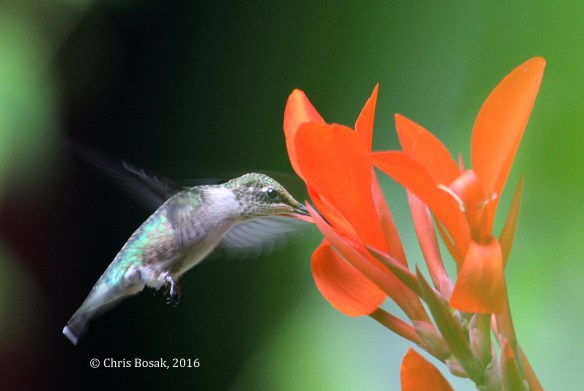 Photo by Chris Bosak A Ruby-throated Hummingbird sips nectar from Canna flower in Danbury, Conn., summer 2016.