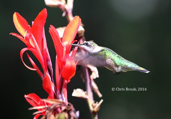 Photo by Chris Bosak A Ruby-throated Hummingbird sips nectar from Canna flower in Danbury, Conn., summer 2016.